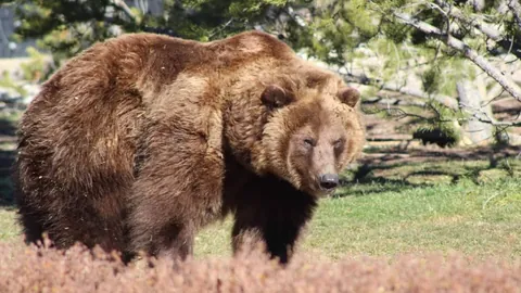 科瓦西奇精准射门建功，阿尔瓦雷斯精准制导助攻